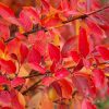 Hedge Cotoneaster #5 - Image 2